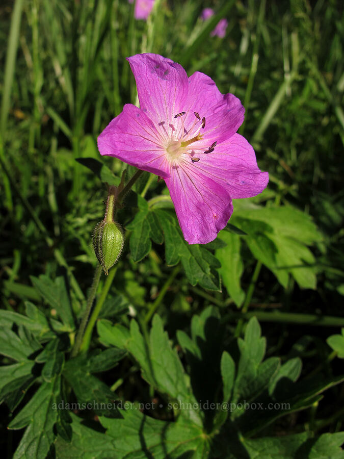 Oregon geranium (Geranium oreganum) [Mount Pisgah, Lane County, Oregon]