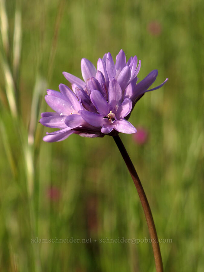 fork-tooth ookow (Dichelostemma congestum (Brodiaea congesta)) [Mount Pisgah, Lane County, Oregon]