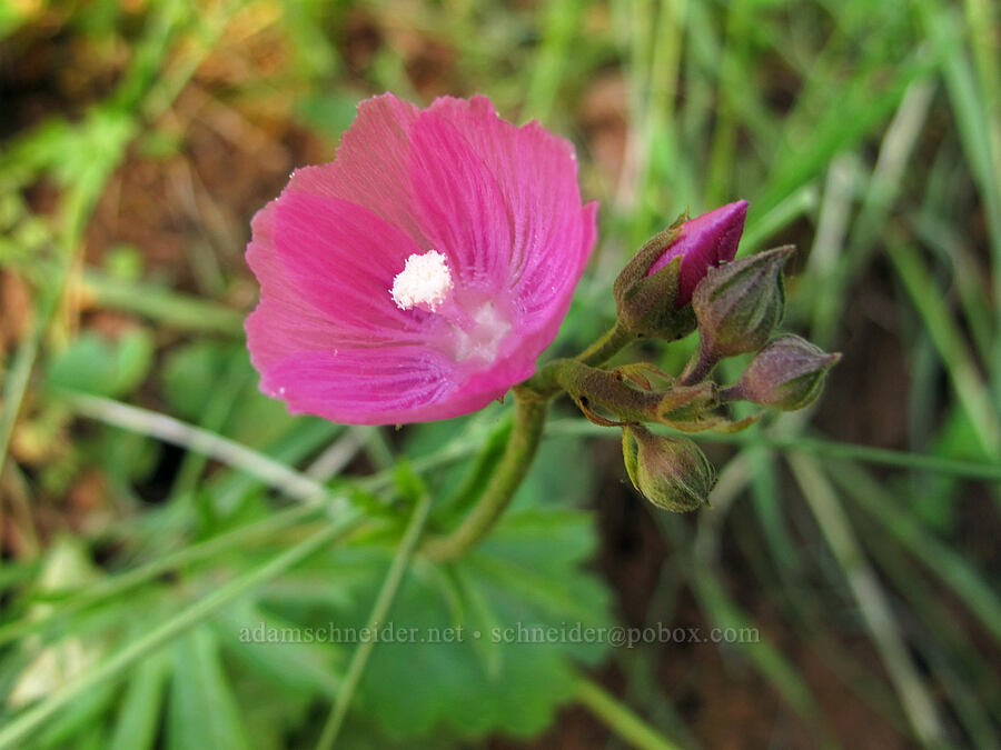 checker-mallow (Sidalcea sp.) [Mount Pisgah, Lane County, Oregon]