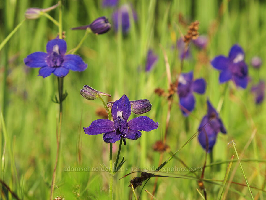 Menzies' larkspur (Delphinium menziesii) [Mount Pisgah, Lane County, Oregon]