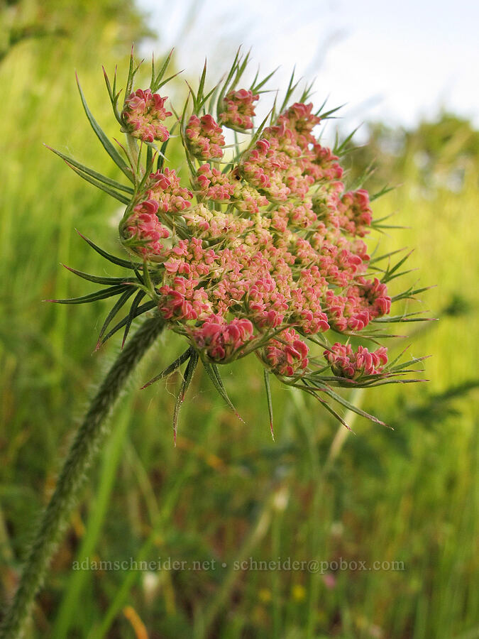 wild carrot (Queen Anne's lace) (Daucus carota) [Mount Pisgah Arboretum, Lane County, Oregon]