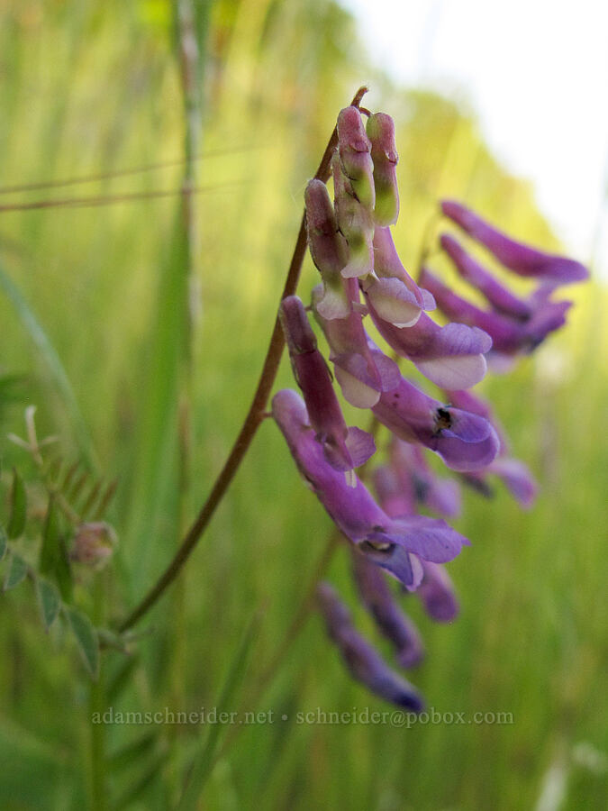 woolly vetch (Vicia villosa) [Mount Pisgah Arboretum, Lane County, Oregon]