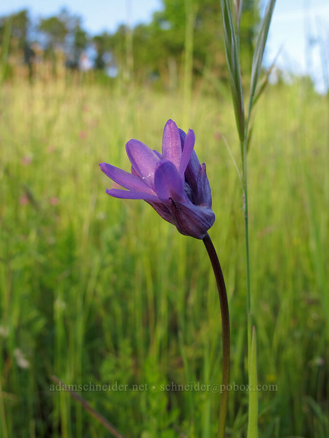 fork-tooth ookow (Dichelostemma congestum (Brodiaea congesta)) [Mount Pisgah Arboretum, Lane County, Oregon]