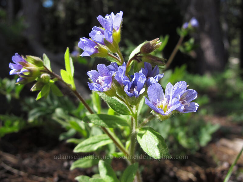 California jacob's ladder (Polemonium californicum) [Pacific Crest Trail, Carson Pass Management Area, Alpine County, California]