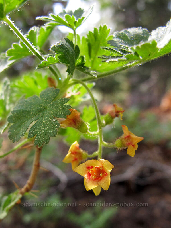 mountain gooseberry (Ribes montigenum) [Pacific Crest Trail, Carson Pass Management Area, Alpine County, California]