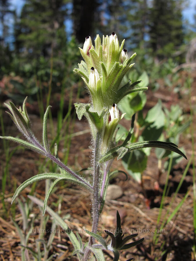 alpine paintbrush (Castilleja nana) [Pacific Crest Trail, Mokelumne Wilderness, Alpine County, California]