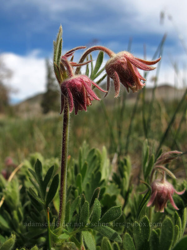 prairie smoke (Geum triflorum) [Frog Lake, Mokelumne Wilderness, Alpine County, California]