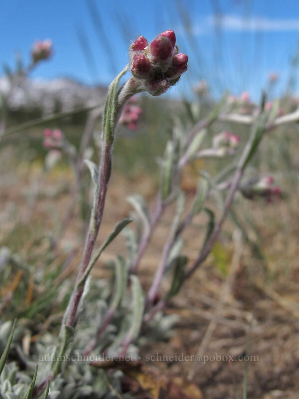 rosy pussytoes (Antennaria rosea) [Frog Lake, Mokelumne Wilderness, Alpine County, California]