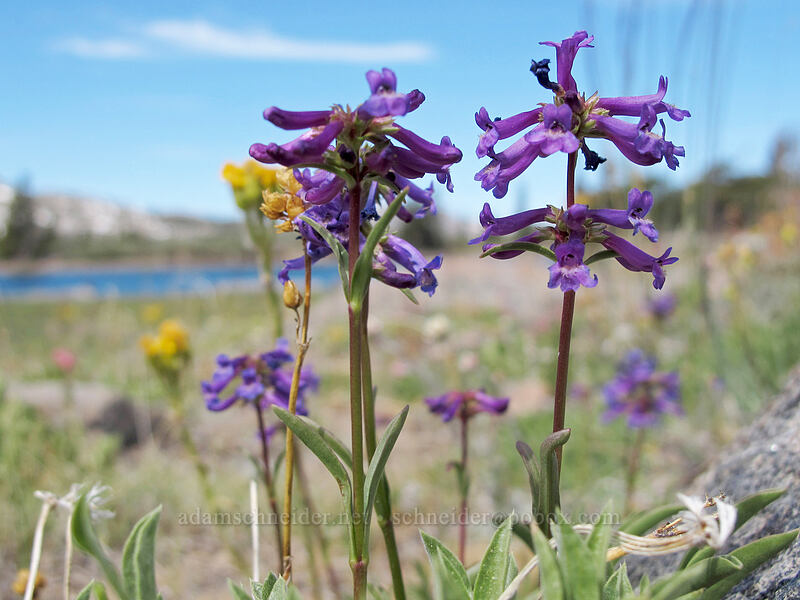 small-flowered penstemon (Penstemon procerus) [Frog Lake, Mokelumne Wilderness, Alpine County, California]