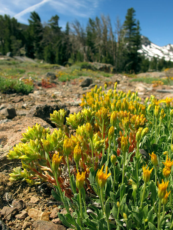 stemless mock goldenweed & lance-leaved stonecrop (Stenotus acaulis (Haplopappus acaulis), Sedum lanceolatum) [Frog Lake, Mokelumne Wilderness, Alpine County, California]