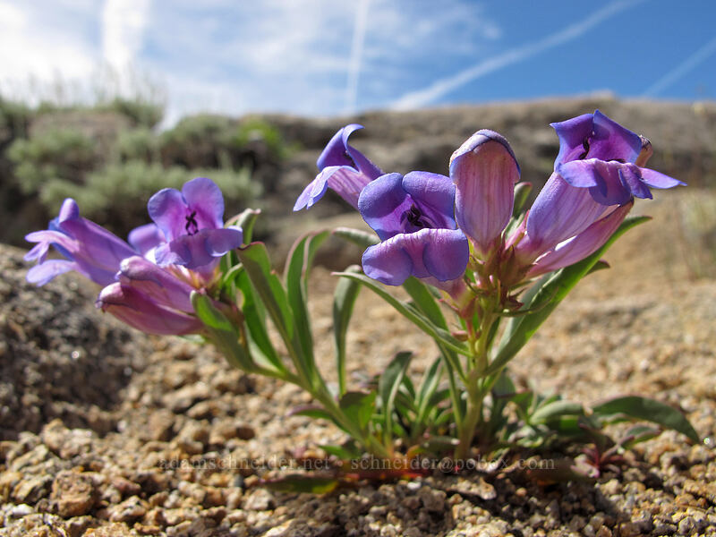 short showy penstemon (Penstemon speciosus) [Frog Lake, Mokelumne Wilderness, Alpine County, California]