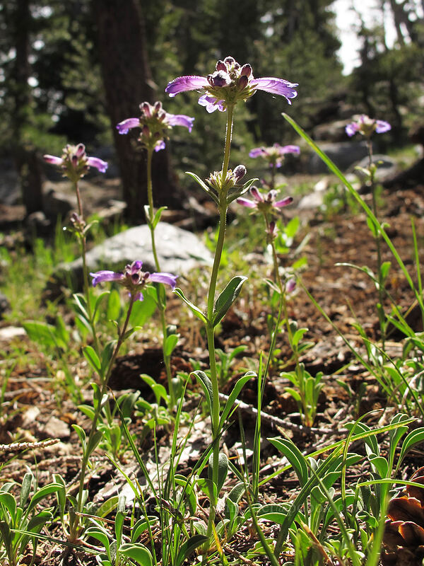 Sierra penstemon (Penstemon heterodoxus) [Frog Lake, Mokelumne Wilderness, Alpine County, California]