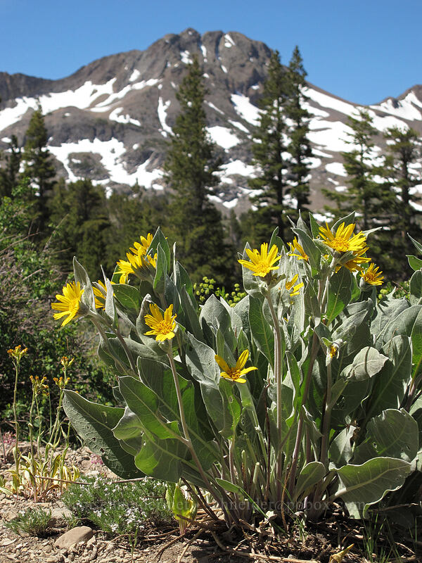 mule's ears & Round Top (Wyethia mollis) [Carson Pass-Winnemucca Lake Trail, Mokelumne Wilderness, Alpine County, California]