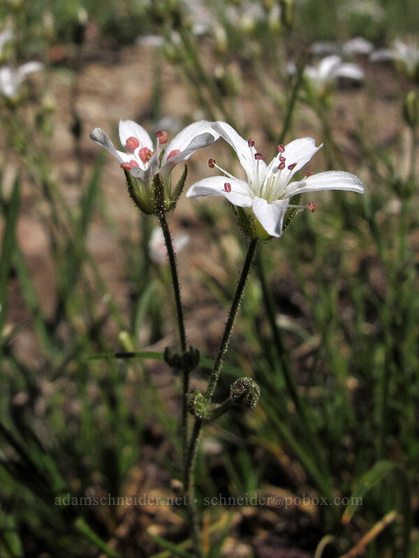 King's sandwort (Eremogone kingii (Arenaria kingii)) [Carson Pass-Winnemucca Lake Trail, Mokelumne Wilderness, Alpine County, California]