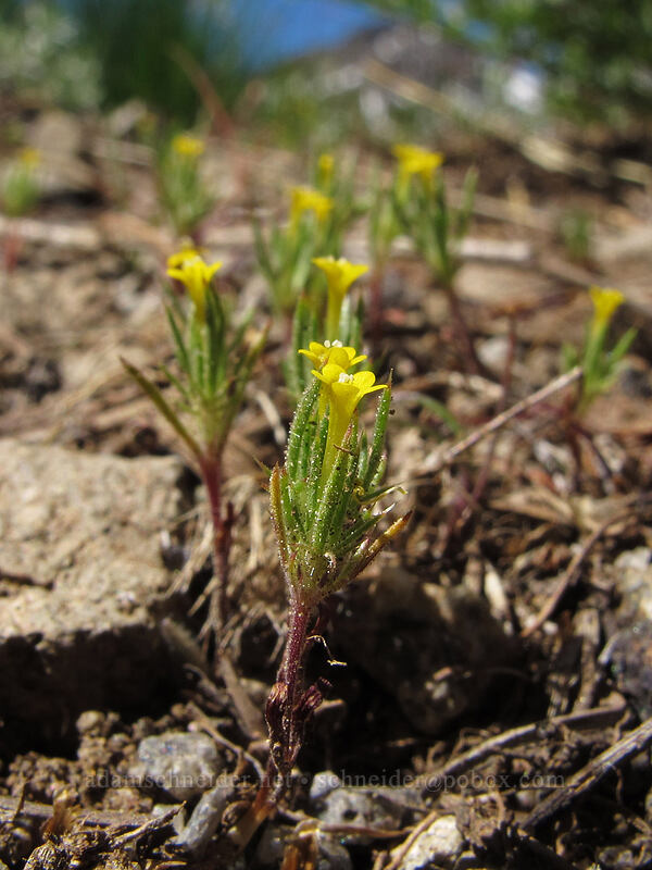Brewer's navarretia (Navarretia breweri) [Carson Pass-Winnemucca Lake Trail, Mokelumne Wilderness, Alpine County, California]