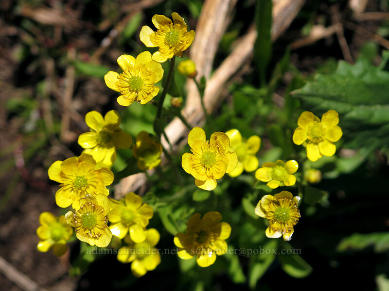 buttercups (Ranunculus alismifolius) [Carson Pass-Winnemucca Lake Trail, Mokelumne Wilderness, Alpine County, California]