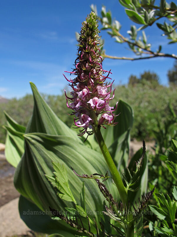 elephant's-head lousewort (Pedicularis groenlandica) [Carson Pass-Winnemucca Lake Trail, Mokelumne Wilderness, Alpine County, California]