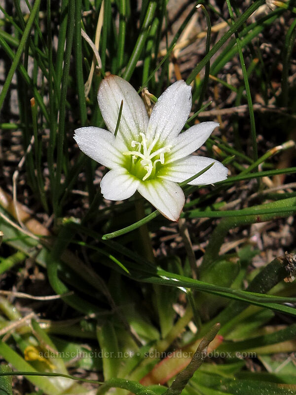 Sierra lewisia (Lewisia nevadensis) [Carson Pass-Winnemucca Lake Trail, Mokelumne Wilderness, Alpine County, California]