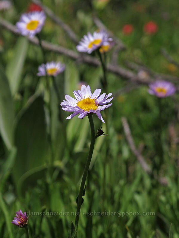 subalpine fleabane (Erigeron glacialis var. glacialis) [Carson Pass-Winnemucca Lake Trail, Mokelumne Wilderness, Alpine County, California]