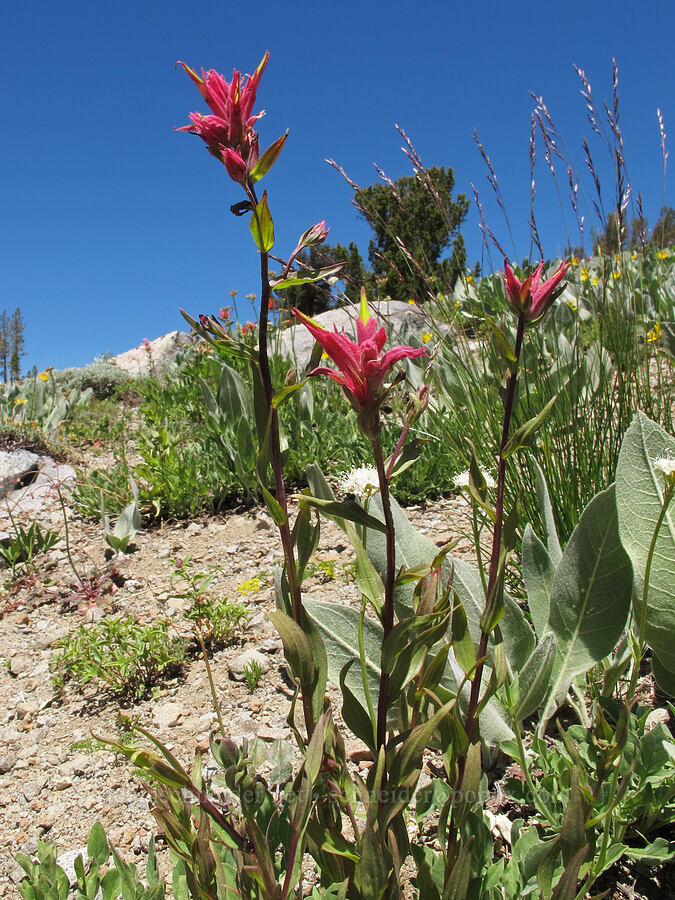 scarlet paintbrush with magenta flowers (Castilleja miniata) [Carson Pass-Winnemucca Lake Trail, Mokelumne Wilderness, Alpine County, California]