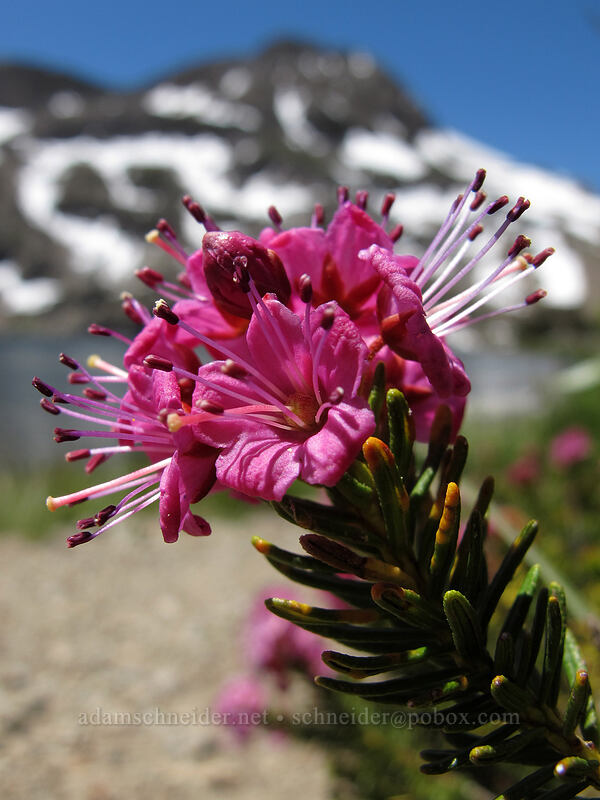 purple mountain heather (Phyllodoce breweri) [Carson Pass-Winnemucca Lake Trail, Mokelumne Wilderness, Alpine County, California]
