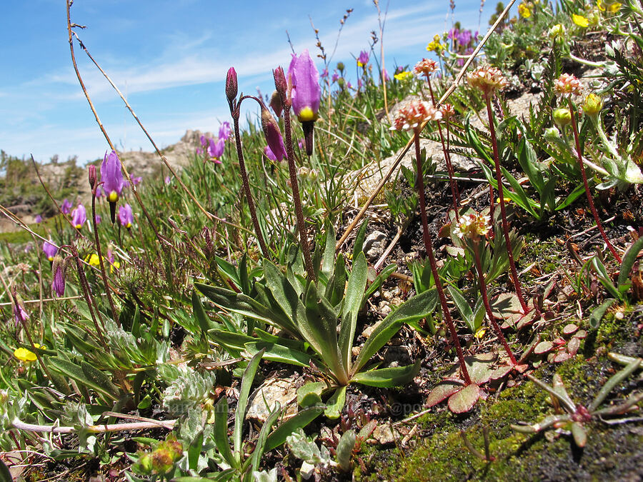 Sierra saxifrage & shooting stars (Micranthes aprica (Saxifraga aprica), Dodecatheon jeffreyi (Primula jeffreyi)) [Round Top, Mokelumne Wilderness, Alpine County, California]