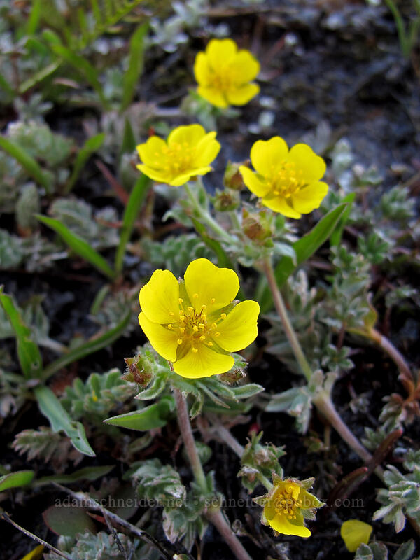 Brewer's cinquefoil (Potentilla breweri (Potentilla drummondii ssp. breweri)) [Round Top, Mokelumne Wilderness, Alpine County, California]
