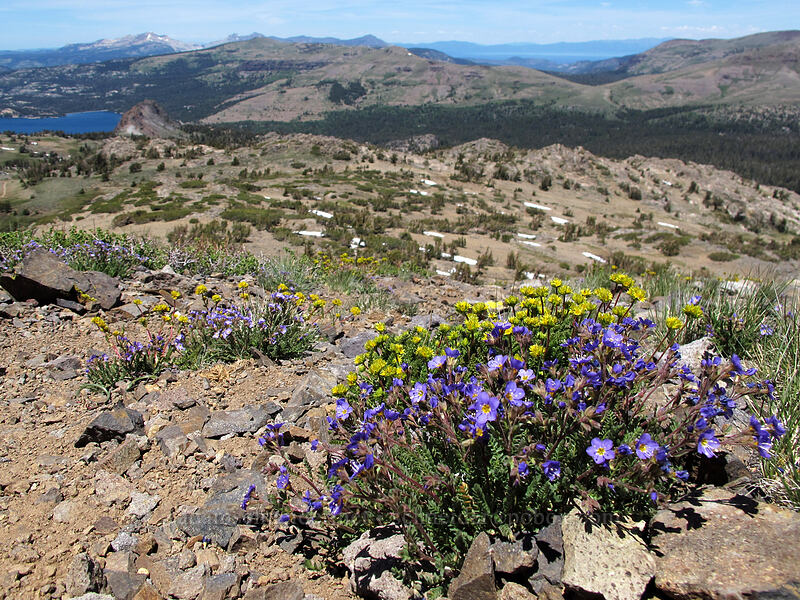 Jacob's ladder & alpine ivesia (Polemonium pulcherrimum ssp. pulcherrimum, Ivesia gordonii (Potentilla gordonii)) [Round Top, Mokelumne Wilderness, Alpine County, California]
