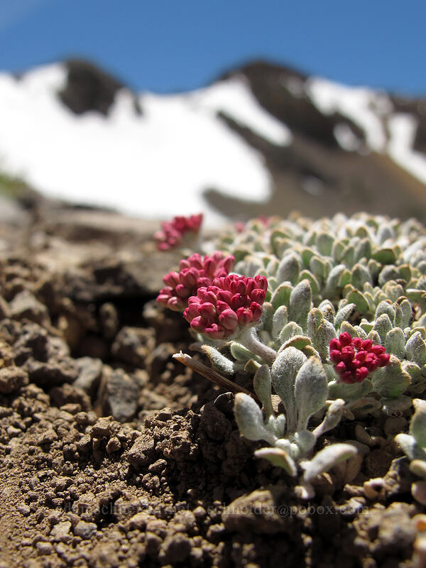cushion buckwheat (Eriogonum ovalifolium var. nivale) [Round Top, Mokelumne Wilderness, Alpine County, California]