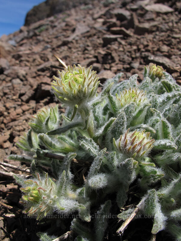 alpine-gold, budding (Hulsea algida) [Round Top, Mokelumne Wilderness, Alpine County, California]