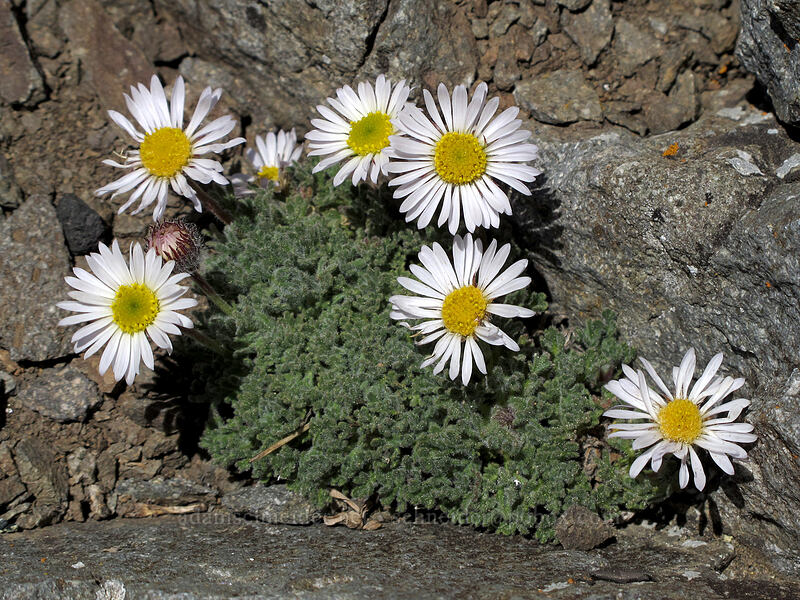 cut-leaf fleabane (Erigeron compositus) [Round Top summit, Mokelumne Wilderness, Alpine County, California]