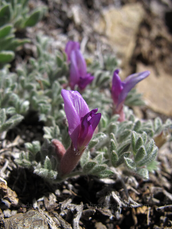woolly-pod milk-vetch (Astragalus purshii) [Round Top, Mokelumne Wilderness, Alpine County, California]