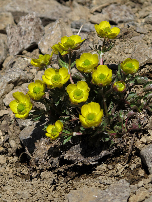 alpine buttercups (Ranunculus eschscholtzii var. oxynotus) [Round Top, Mokelumne Wilderness, Alpine County, California]