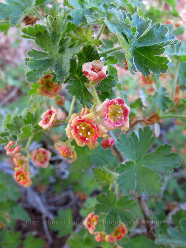 alpine prickly currant (Ribes montigenum) [Round Top Lake, Mokelumne Wilderness, Alpine County, California]