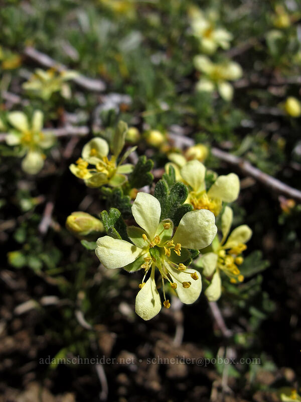 antelope bitterbrush (Purshia tridentata) [Winnemucca Lake-Round Top Lake Trail, Mokelumne Wilderness, Alpine County, California]
