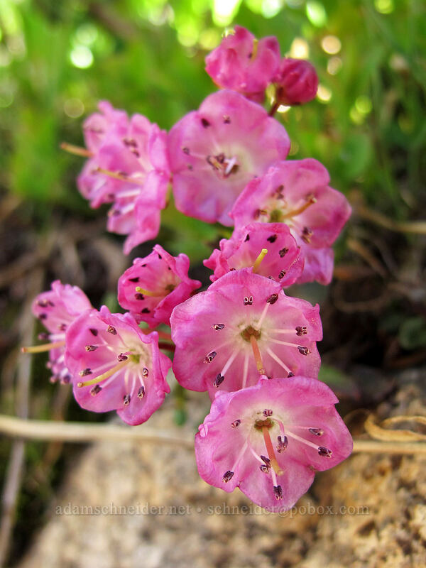 mountain laurel (Kalmia microphylla (Kalmia polifolia ssp. microphylla)) [Winnemucca Lake-Round Top Lake Trail, Mokelumne Wilderness, Alpine County, California]