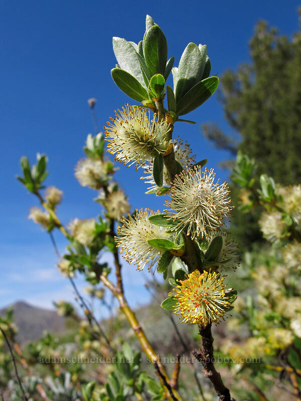 willow (Salix sp.) [Woods Lake-Winnemucca Lake Trail, Mokelumne Wilderness, Alpine County, California]