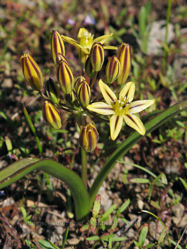 mountain pretty-face (Triteleia ixioides ssp. anilina) [Woods Lake-Winnemucca Lake Trail, Mokelumne Wilderness, Alpine County, California]