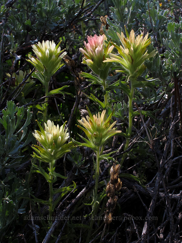 pale wavy-leaf paintbrush (Castilleja applegatei var. breweri (Castilleja applegatei ssp. pallida)) [Woods Lake-Winnemucca Lake Trail, Eldorado National Forest, Alpine County, California]