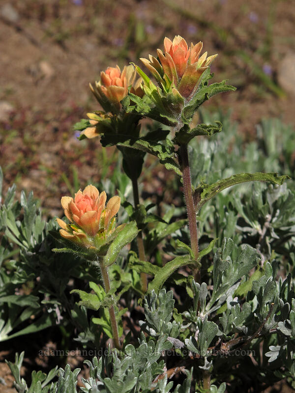 wavy-leaf paintbrush (Castilleja applegatei) [Woods Lake-Winnemucca Lake Trail, Eldorado National Forest, Alpine County, California]