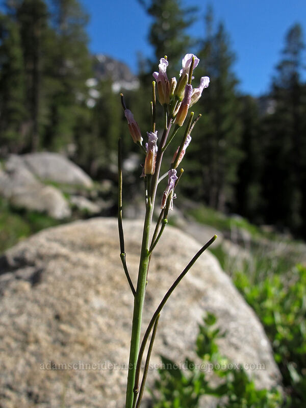 Drummond's rock-cress (Boechera stricta (Arabis drummondii)) [Woods Lake-Winnemucca Lake Trail, Eldorado National Forest, Alpine County, California]