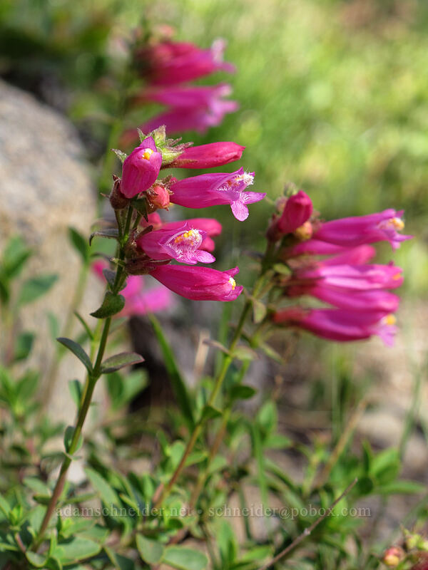 mountain pride (Penstemon newberryi) [Woods Lake-Winnemucca Lake Trail, Eldorado National Forest, Alpine County, California]