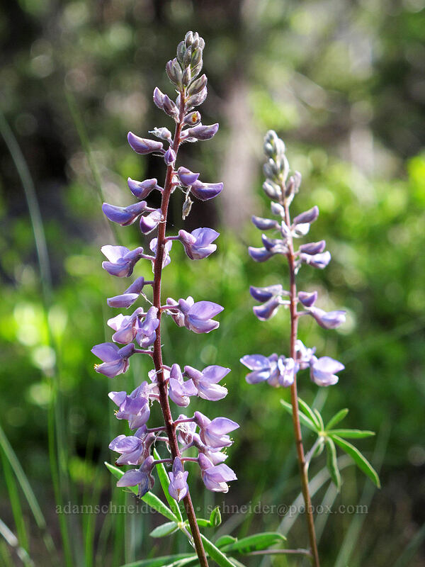 spurred lupine (Lupinus arbustus) [Woods Lake-Winnemucca Lake Trail, Eldorado National Forest, Alpine County, California]