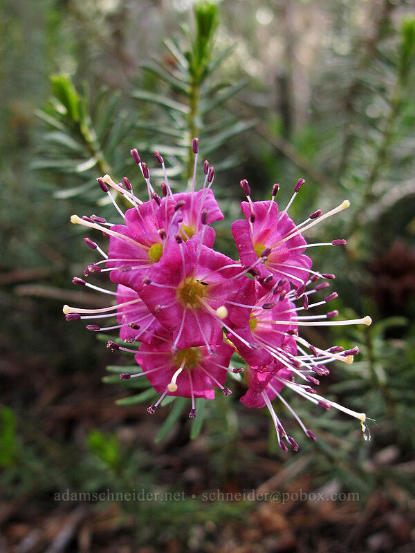 purple mountain heather (Phyllodoce breweri) [Woods Lake Campground, Eldorado National Forest, Alpine County, California]