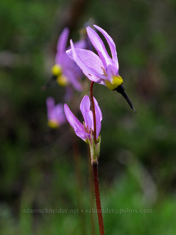 Sierra shooting stars (Dodecatheon jeffreyi (Primula jeffreyi)) [Woods Lake Campground, Eldorado National Forest, Alpine County, California]