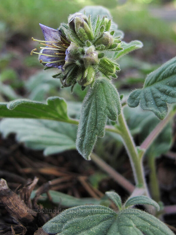 waterleaf phacelia (Phacelia hydrophylloides) [Woods Lake Trailhead, Eldorado National Forest, Alpine County, California]