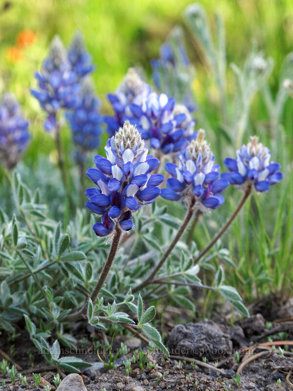 lupines (Lupinus sp.) [Alpine County Road 122, Eldorado National Forest, Alpine County, California]