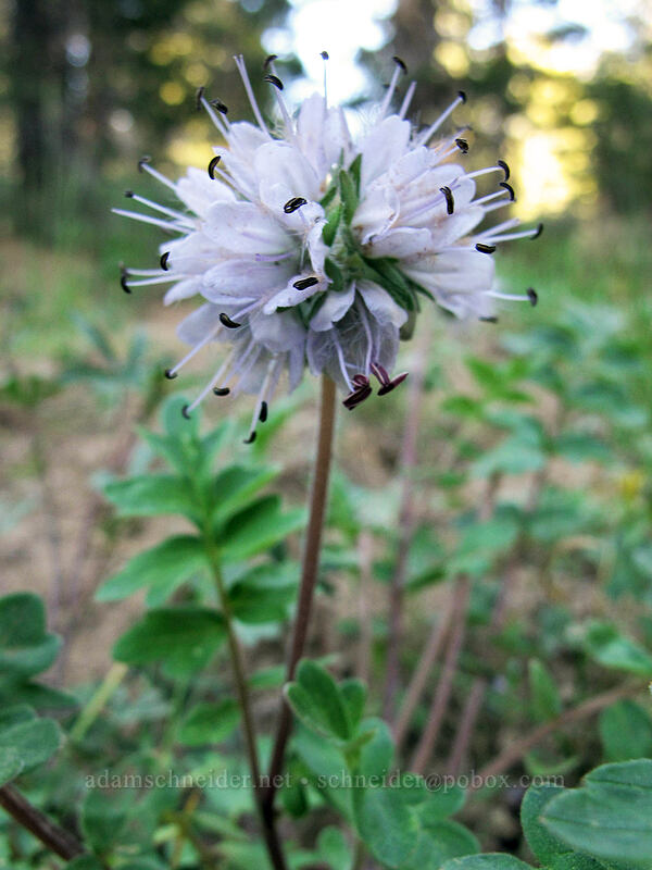 western waterleaf (Hydrophyllum occidentale) [Indian Valley, Toiyabe National Forest, Alpine County, California]