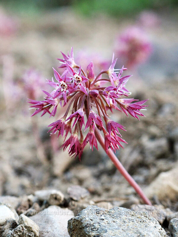 twin-crest onion (Allium bisceptrum) [Forest Road 204, Toiyabe National Forest, Alpine County, California]