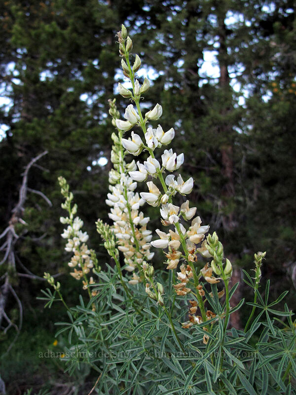 narrow-flower lupine (Lupinus angustiflorus) [Blue Lakes Road, Toiyabe National Forest, Alpine County, California]